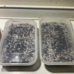 Germinating Day 1