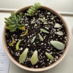 Propagating Day 4