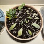Propagating Day 8