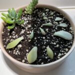 Propagating Day 12