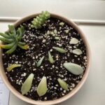 Propagating Day 5