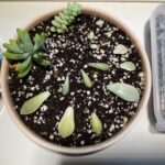 Propagating Day 11