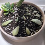 Propagating Day 13