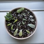 Propagating Day 1