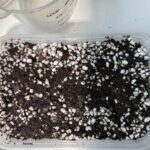 New Germination Day 6