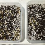 Germinating Day 7