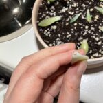Sprouting!