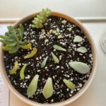 Propagating Day 3