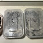 Germinating Day 2